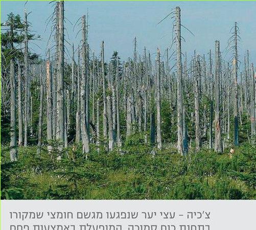 צ'כיה – עצי יער שנפגעו מגשם חומצי שמקורו בתחנת כוח סמוכה, המופעלת באמצעות פחם